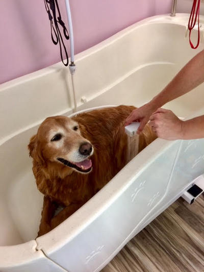 ruffin_around_doggie shower